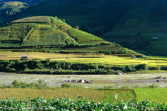 Co ai den Mu Cang Chai mua nay chua - 8