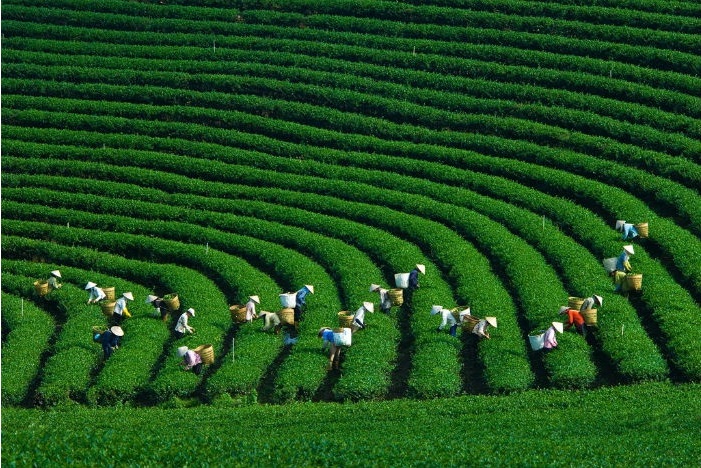 Dam chim voi khung canh troi xanh muot cua nhung doi che mien Bac - 6