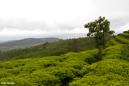 Kham pha va trai nghiem ngoai o DA LAT - 5