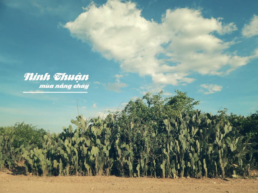 Phuot Ninh Thuan nhung con duong chay thang vao tim - 6
