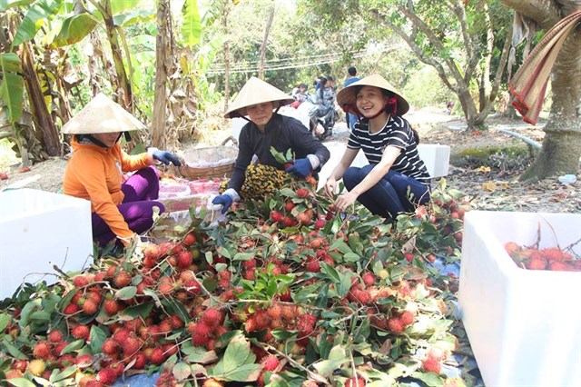 Ve Ben Tre oanh tac miet vuon - 40