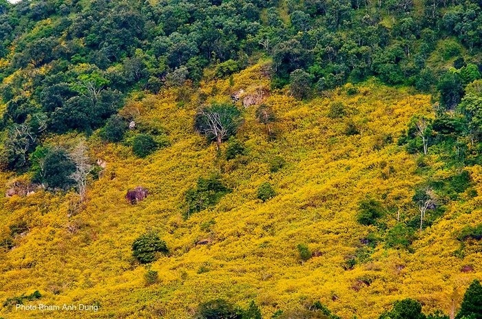 Thang 10 nay hay den ghe tham hoa tam da quy Da Lat - 2