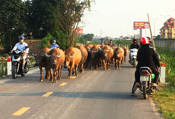 Net po khi gap trau bo hanh dong thieu suy nghi cua dan Phuot - 3