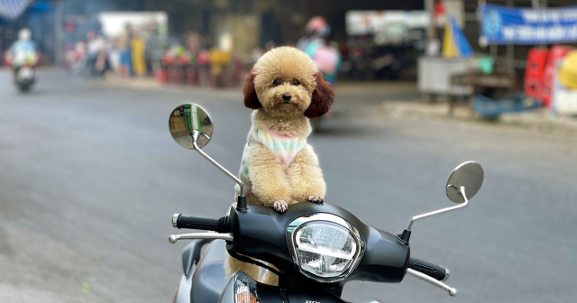 Di xe may cung thu cung la nguy hiem hay tuyet voi - 3